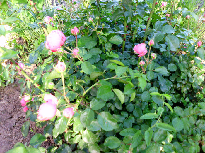 pomponela - Trandafiri si clematite 2014