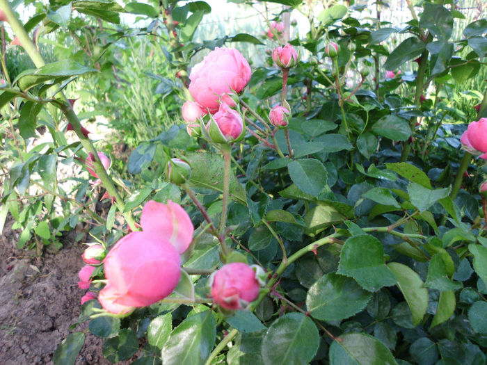 pomponella - Trandafiri si clematite 2014