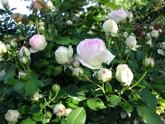 eden rose - Trandafiri si clematite 2014