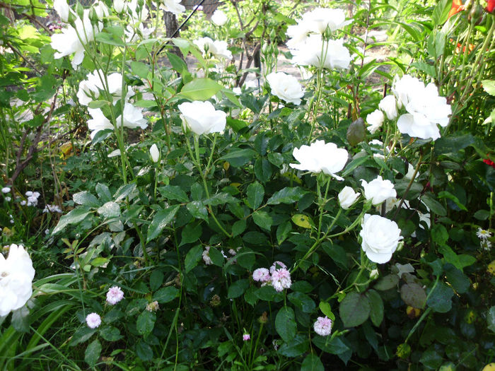 iceberg - Trandafiri si clematite 2014