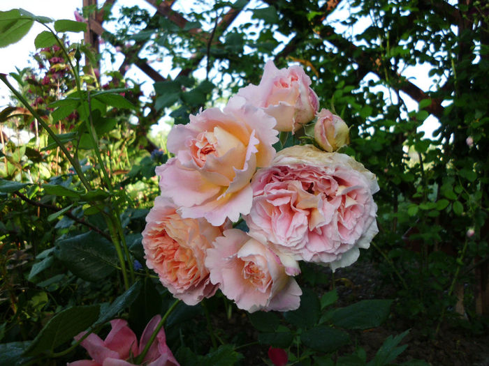 abraham darby - Trandafiri si clematite 2014