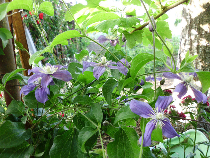 arabella - Trandafiri si clematite 2014