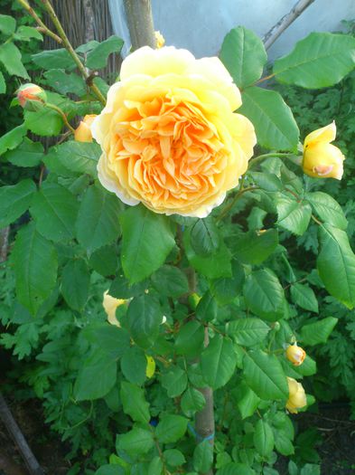 DSC_5511 - TRANDAFIRI 2014