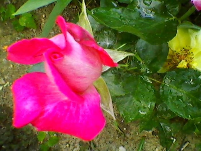 011 - doamna ioana si florile ei
