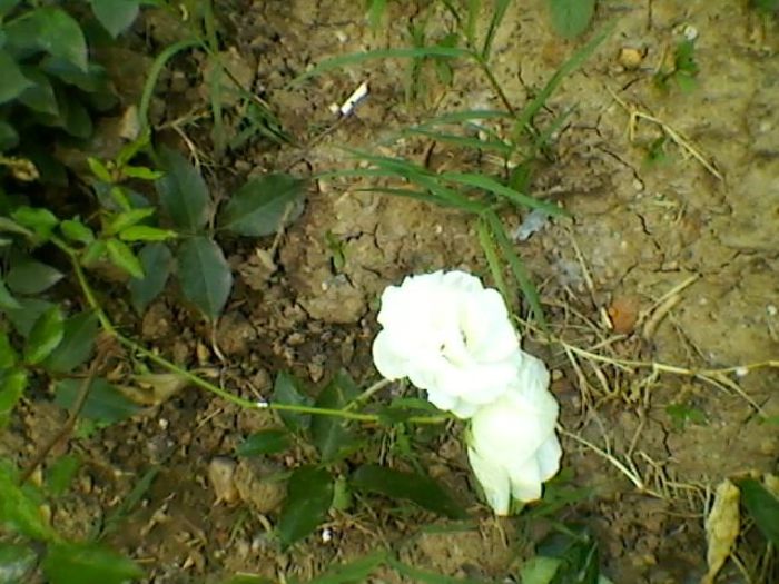 021 - doamna ioana si florile ei