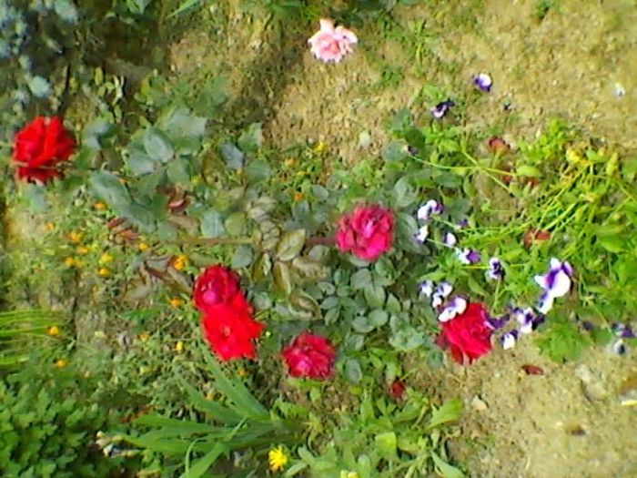 037 - doamna ioana si florile ei