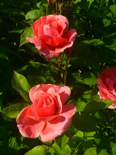 DSC_5494 - TRANDAFIRI 2014