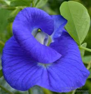 clitoria ternatea dubla - test precomanda