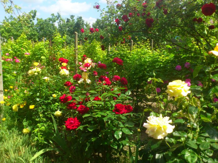 DSC_5482 - TRANDAFIRI 2014