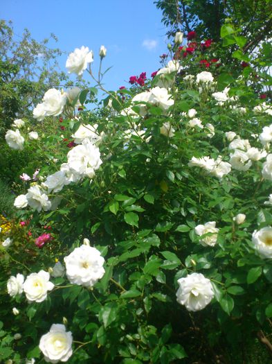 DSC_5477 - TRANDAFIRI 2014