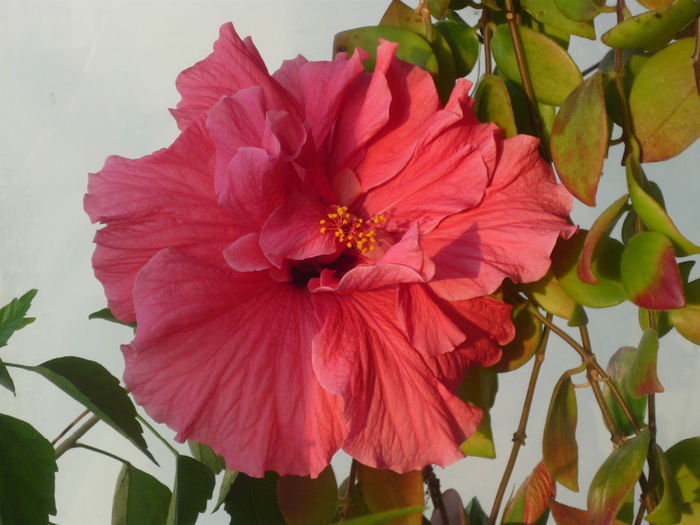 Hibiscus - Flori 2014