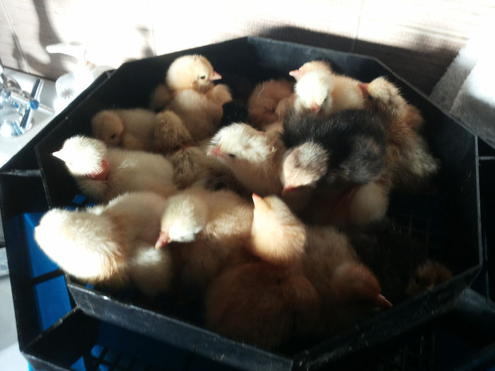 20140322_072612 - Pui hibrizi gaina 03 2014