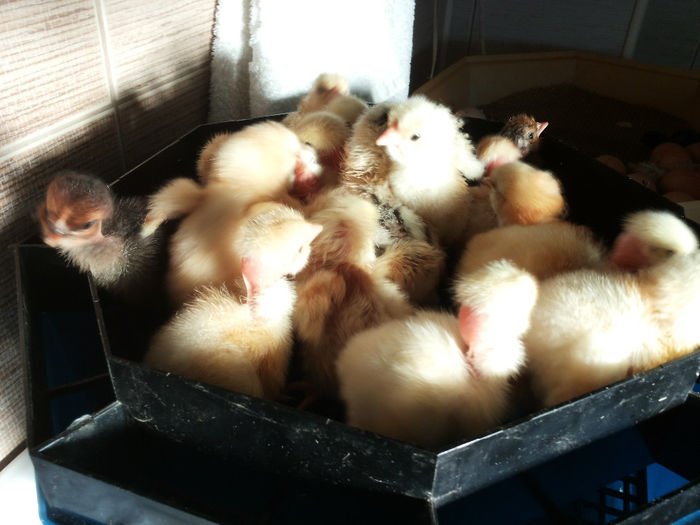 20140322_072618 - Pui hibrizi gaina 03 2014