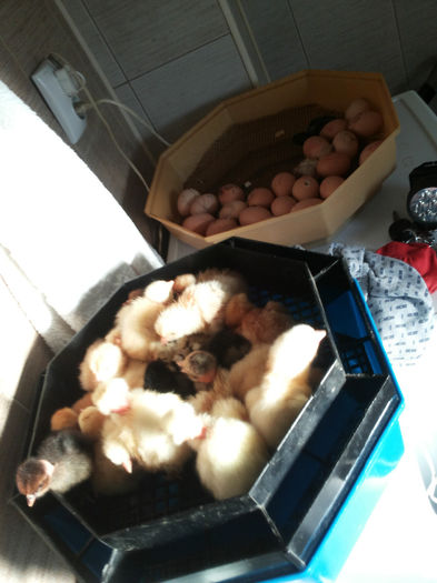 20140322_072629 - Pui hibrizi gaina 03 2014