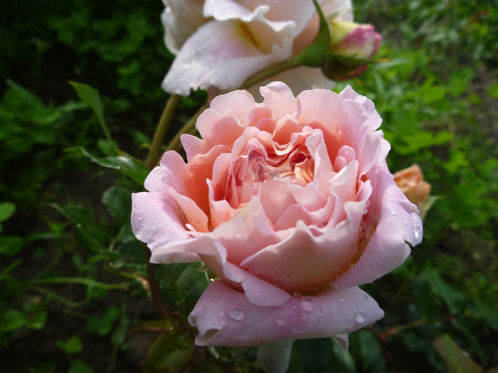 Abraham Darby - Trandafiri englezesti 2014 - I