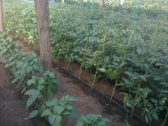 photo0275