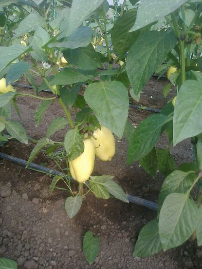 photo0285