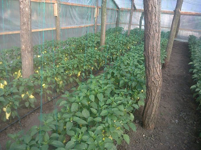 photo0255