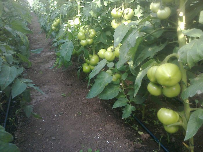 photo0261