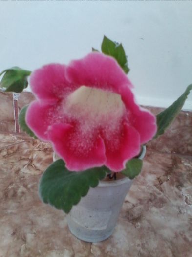 slipper roz 25.5.2014