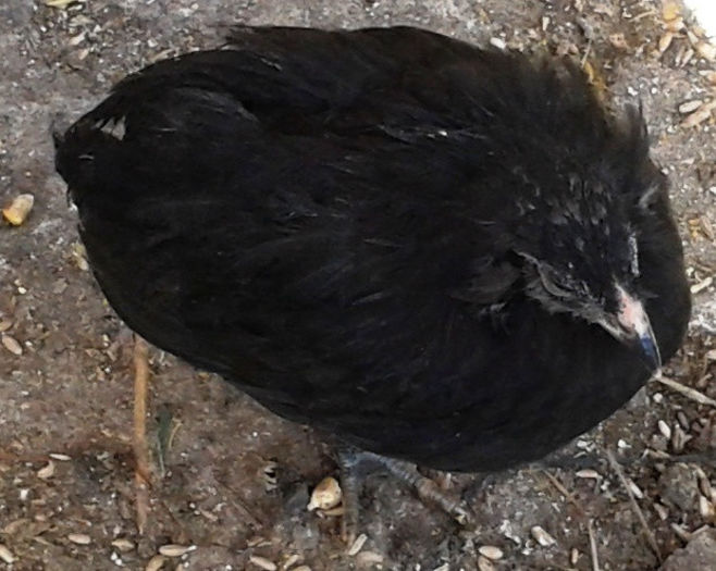 Arauc. negru - Araucana albastru