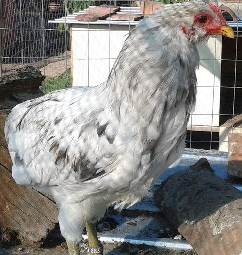 Arauc. splash - Vandut - Araucana albastru
