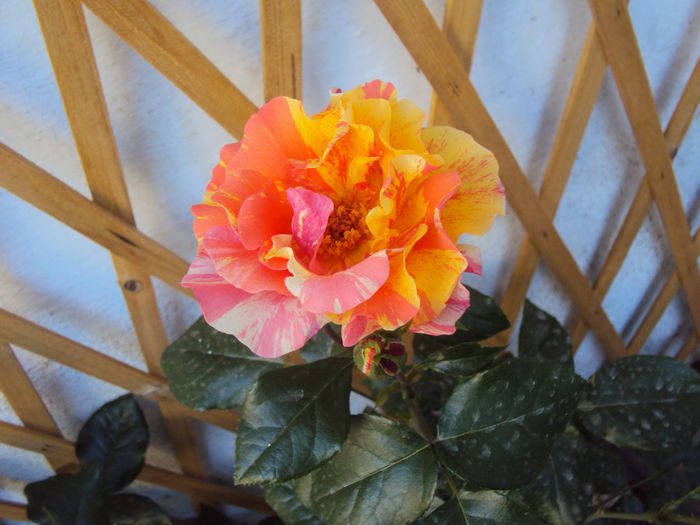 DSC05200