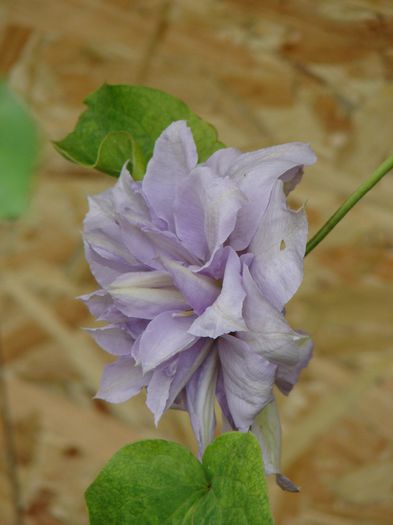 Belle of Woking - clematis 2014