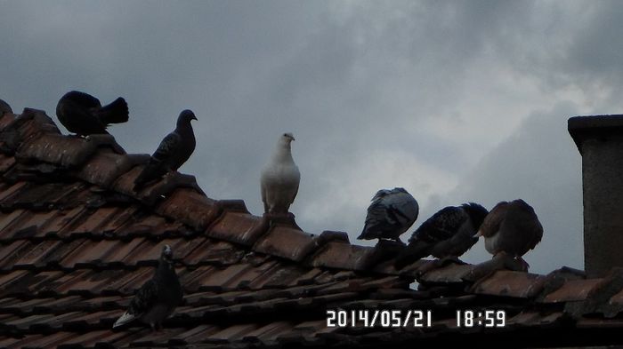 SAM_0175 - postagalambak2014