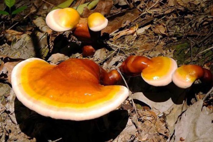 Lingurita zinei sau Reishi; (Ganoderma lucidum)folosita in medicina traditionala ,de peste 2000 de ani,in asia,europa si america de nor,sub forma de infuzie sau extracte
