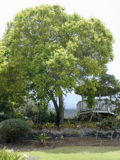 Camphor; (Cinnamomum camphora)inrudit cu arborele de scortisoara,atinge 50m si 1500 de ani;originar din sudul Chinei
