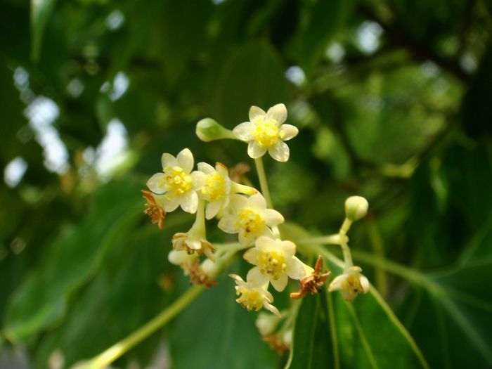Camfor-flori; (Cinnamomum camphora)Camforul este rasina arborelui de camfor
