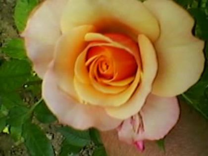 062