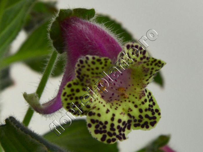 Kohleria Veronica (ni)
