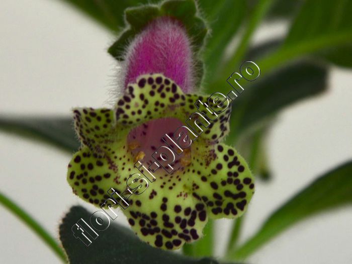 Kohleria Veronica (ni) - KOHLERIA II 2