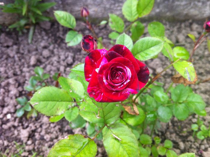 Nr.22 - Achizitii trandafiri Bulgaria 2014