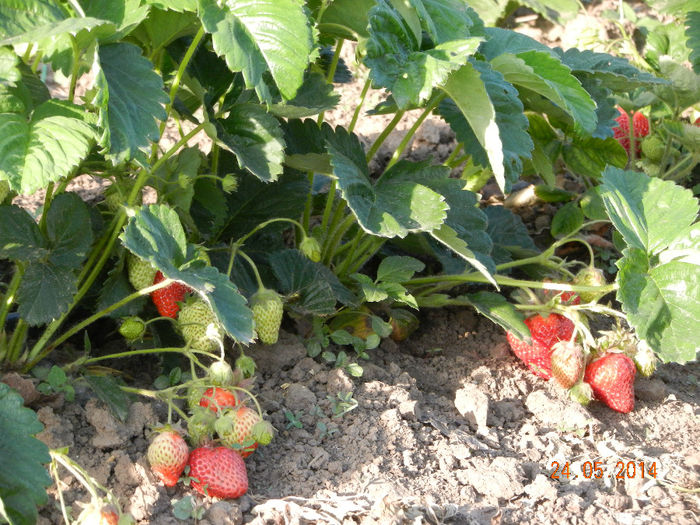 remontant romanesc; Foarte bun si productiv, prima capsuna pe 14 mai
