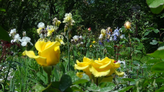 primul trandafir - c-primavara2014