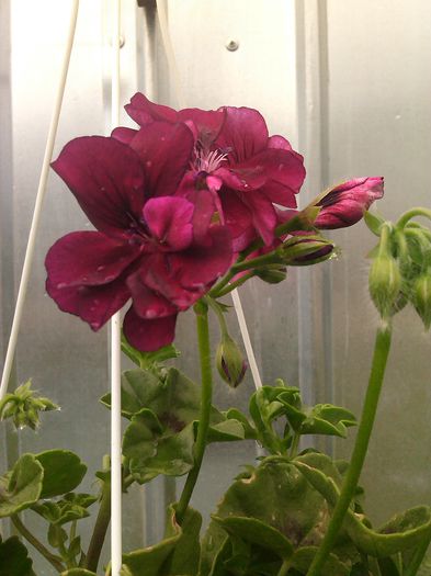 IMG_20140525_174115 - Muscate 2014