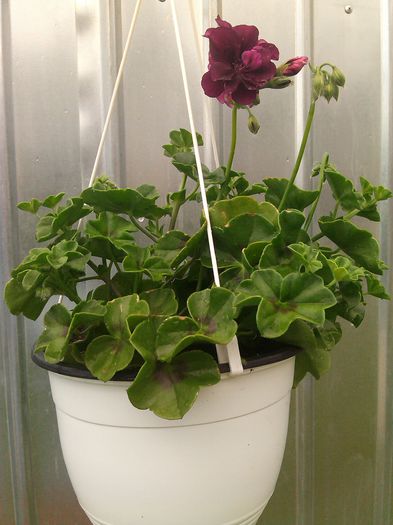 IMG_20140525_174108 - Muscate 2014