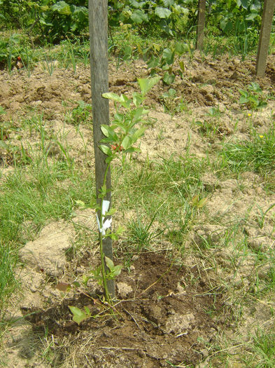 DSC08095; afin bluecrop,plantat 25.04.2014
