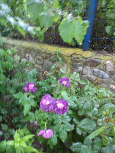 DSC02342