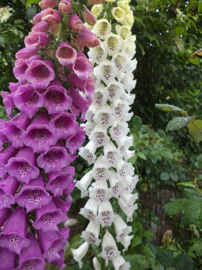 digitalis; o nua dragoste

