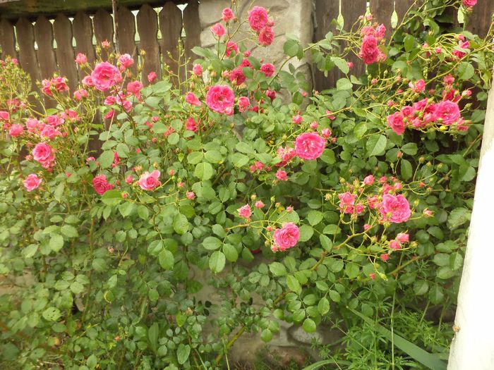DSC02361