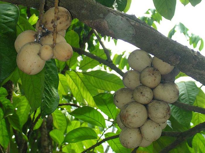 Duku-fructe; (Lansium parasiticum)gasit in Special in Malaesia
