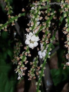 duku; (Lansium parasiticum)scoarta arborelui se foloseste in tratarea malariei si a intepaturilor de scorpion
