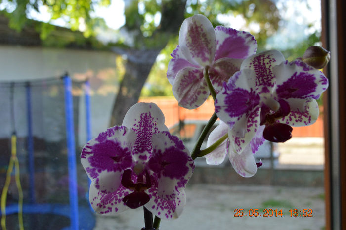 DSC_0567 - Phalaenopsis1
