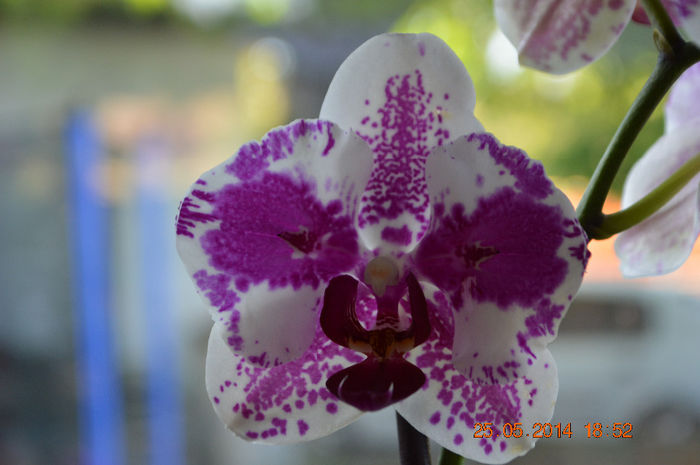 DSC_0568 - Phalaenopsis1