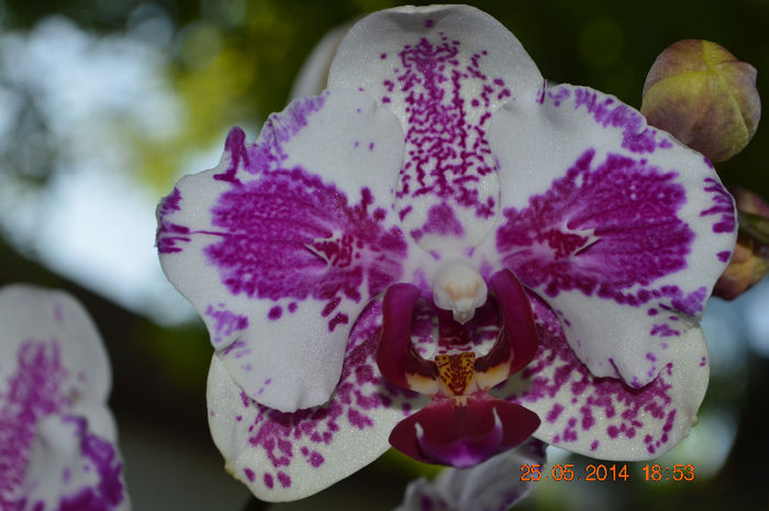DSC_0569 - Phalaenopsis1