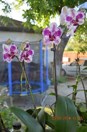 DSC_0570 - Phalaenopsis1